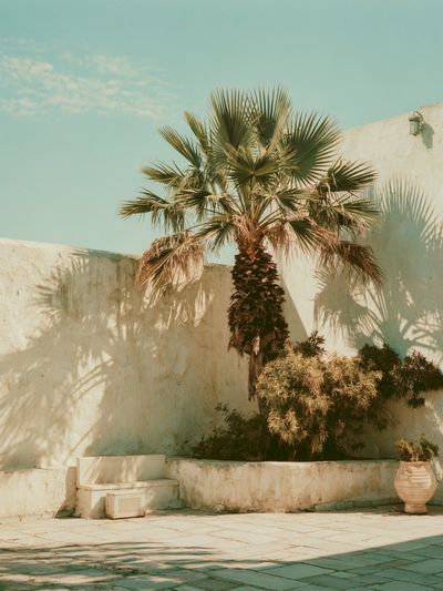 Palm Courtyard Photography Poster.