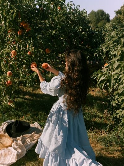 Peach Orchard Harvest Photography Poster. poster