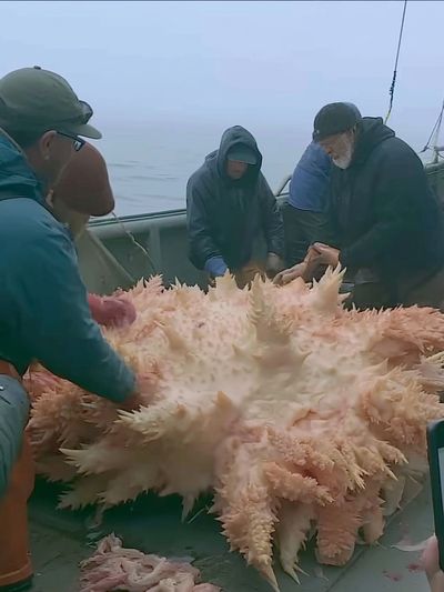 Sea Cucumber Harvest Photography Poster. poster