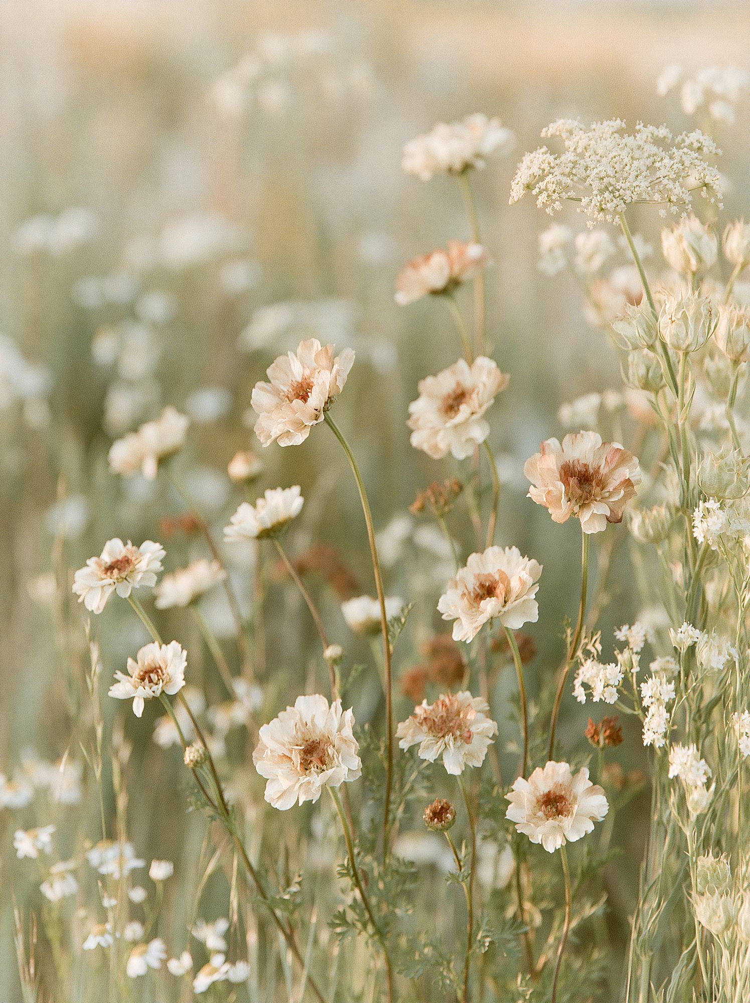 Soft Wildflower Meadow Photography Poster. poster detail