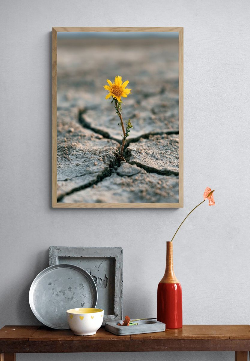 Resilient Flower in Cracked Earth Poster. — room view 3