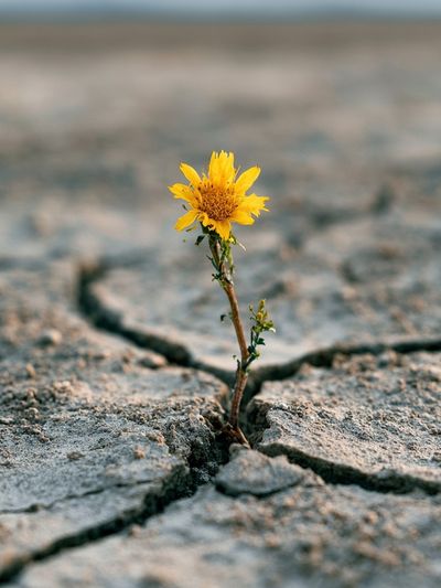 Resilient Flower in Cracked Earth Poster.