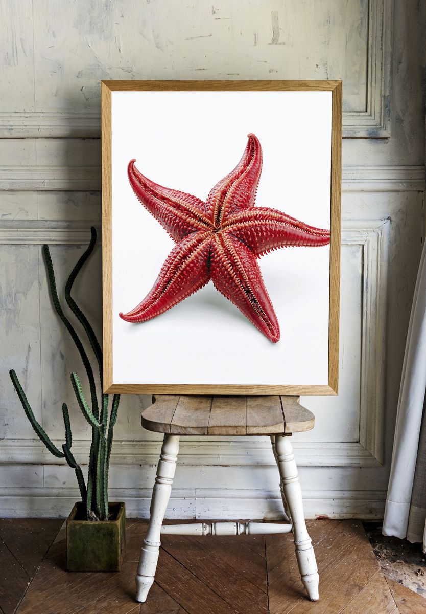 Red Starfish Photography Poster. — room view 1