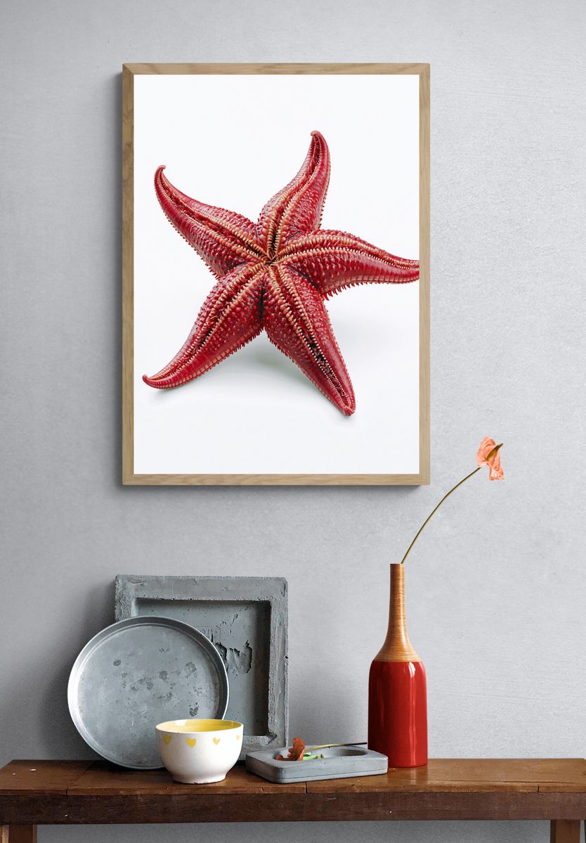 Red Starfish Photography Poster. — room view 3