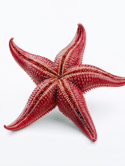 Red Starfish Photography Poster. poster print