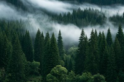 Misty Pine Forest Photography Poster.