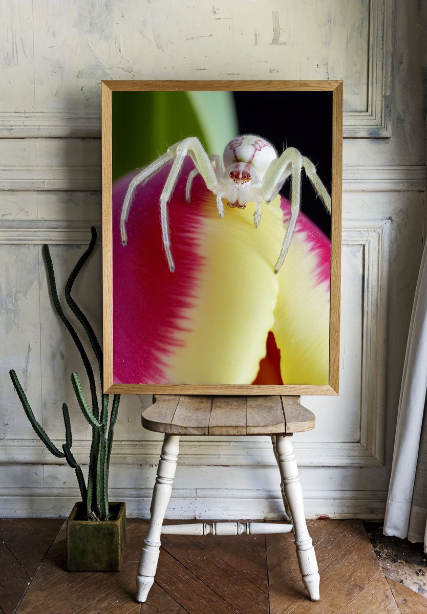 White Crab Spider on Tulip Poster. — room view 1