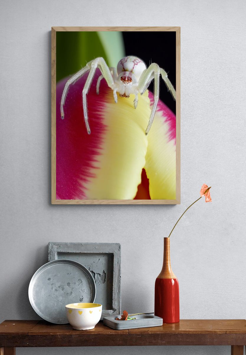White Crab Spider on Tulip Poster. — room view 3