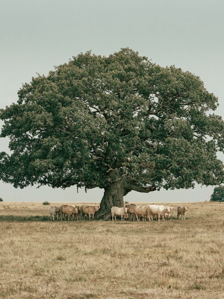 Oak Tree and Cattle Landscape Poster. poster detail