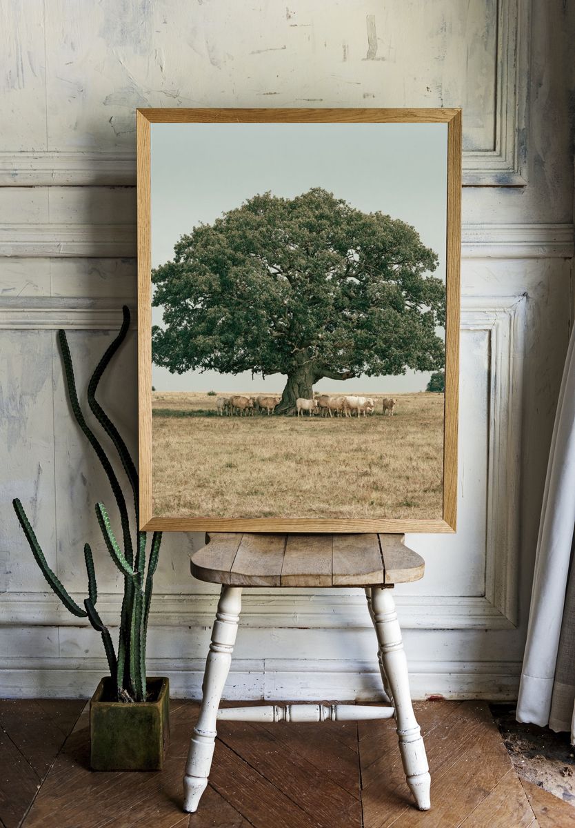 Oak Tree and Cattle Landscape Poster. room preview