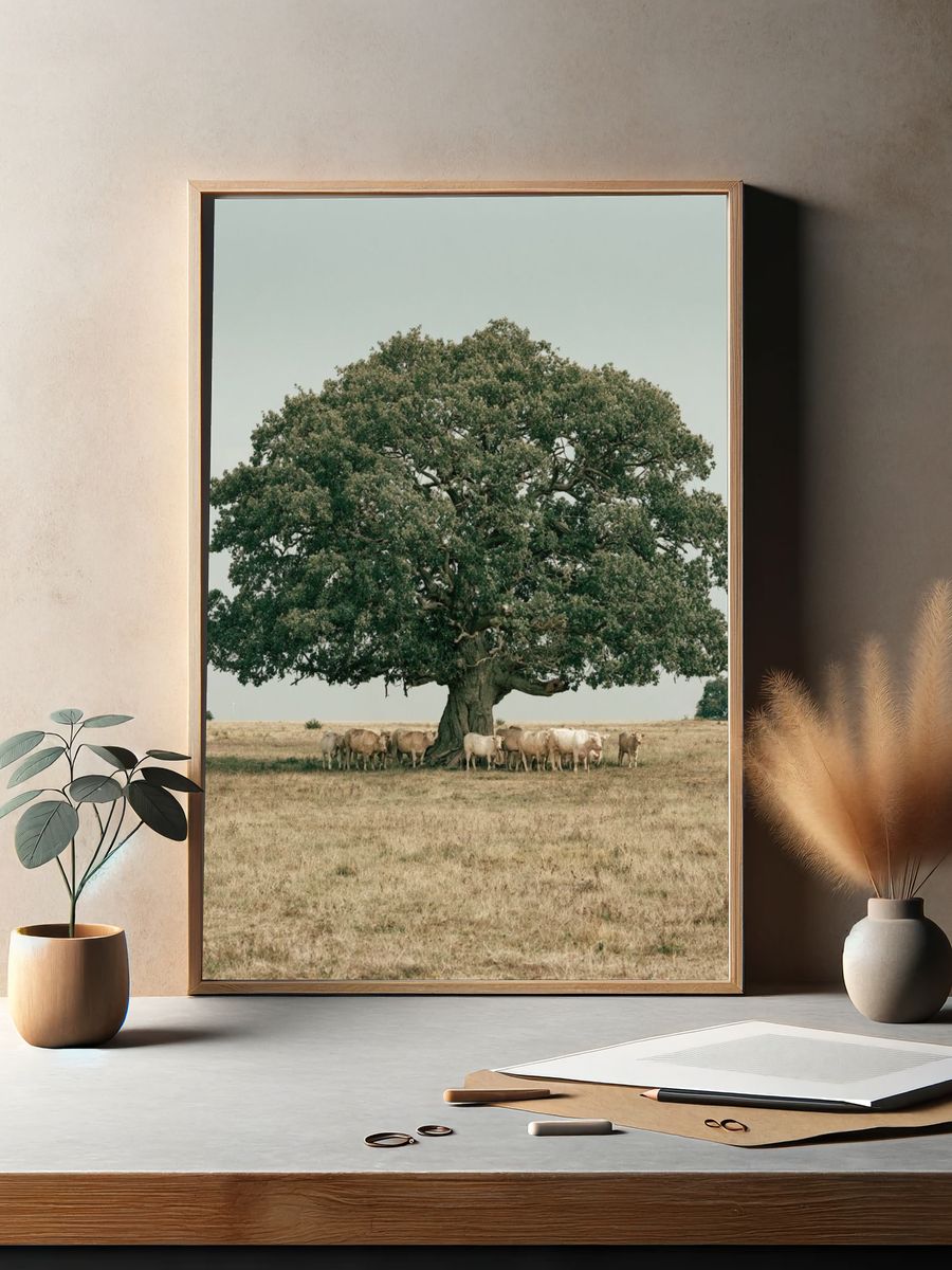 Oak Tree and Cattle Landscape Poster. — room view 2