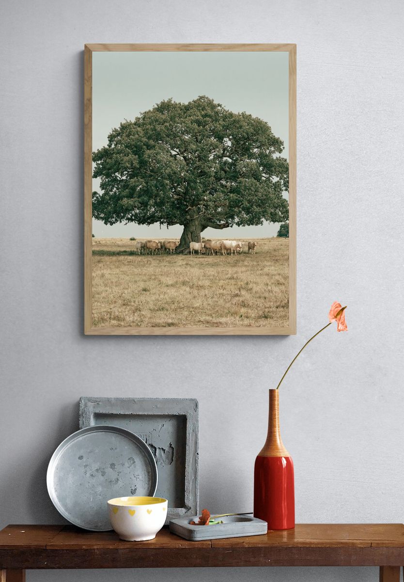 Oak Tree and Cattle Landscape Poster. — room view 3