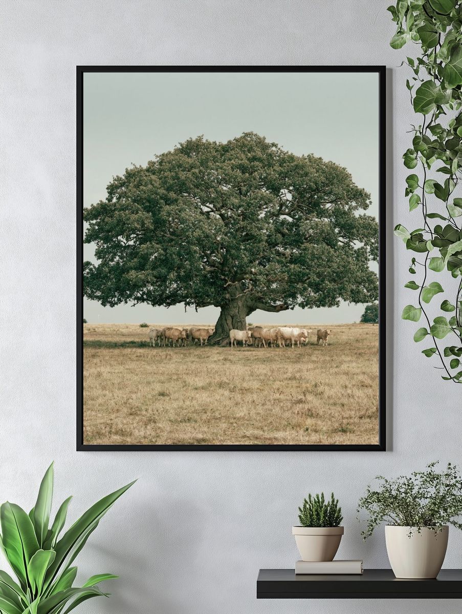 Oak Tree and Cattle Landscape Poster. — room view 4