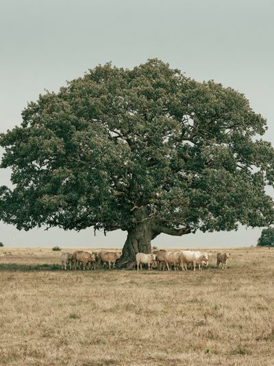 Oak Tree and Cattle Landscape Poster. poster