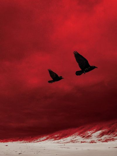 Crimson Sky Birds Photography Poster. poster print