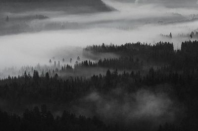 View misty woods Norway.