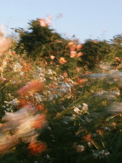 Wildflower Breeze Photography Poster.