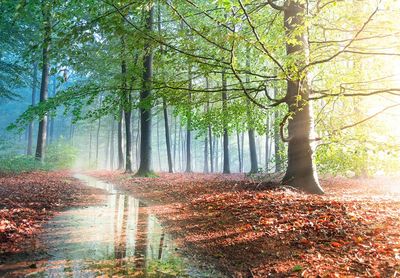 Sunlit Forest Path Photography Poster. poster print