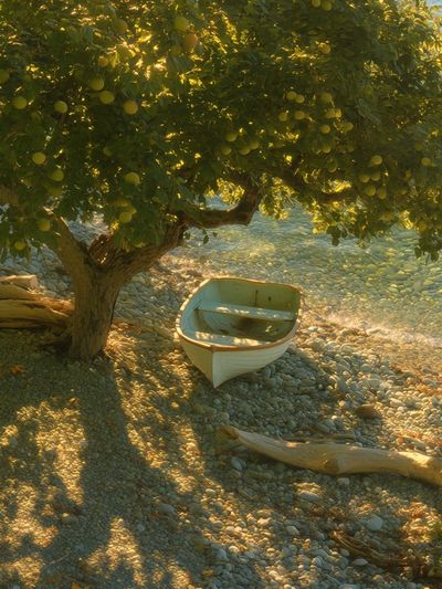 Sunlit Olive Shoreline Photography Poster.