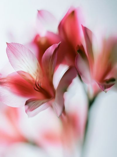 Soft Pink Petals Photography Poster.