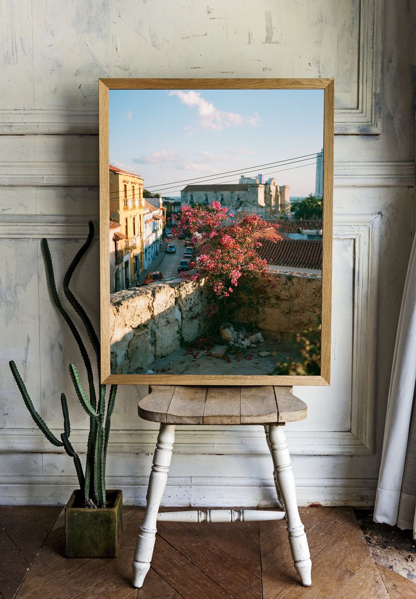 Old Town Bougainvillea Street Poster. — room view 1