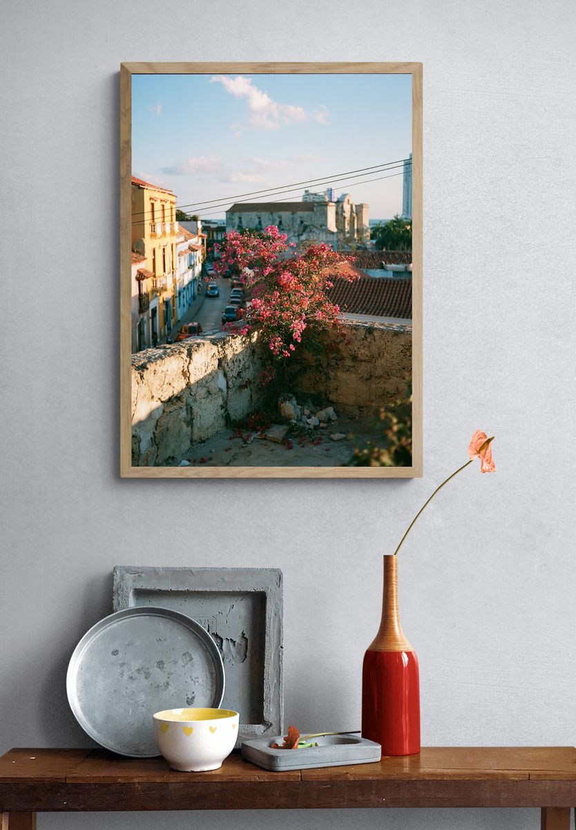Old Town Bougainvillea Street Poster. — room view 3