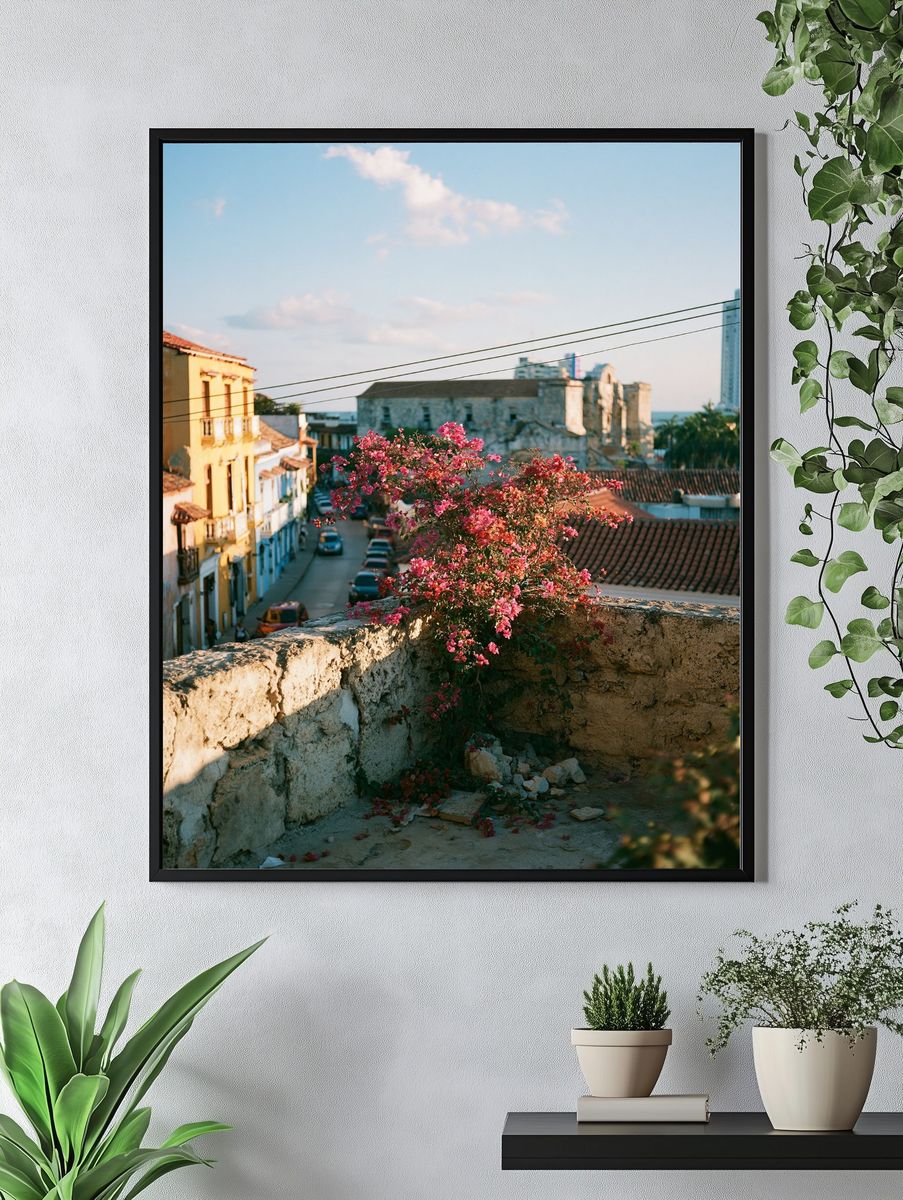 Old Town Bougainvillea Street Poster. — room view 4