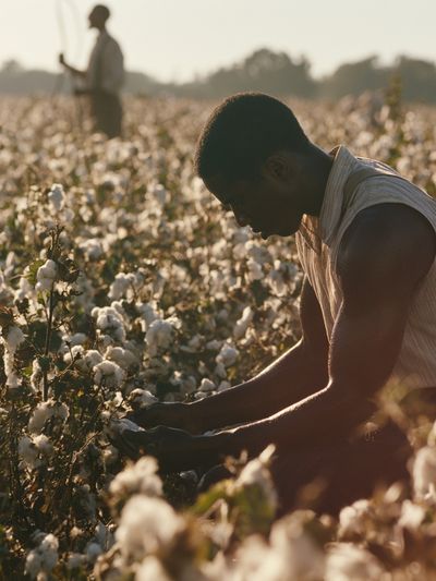 Cotton Field Harvest Photography Poster. poster
