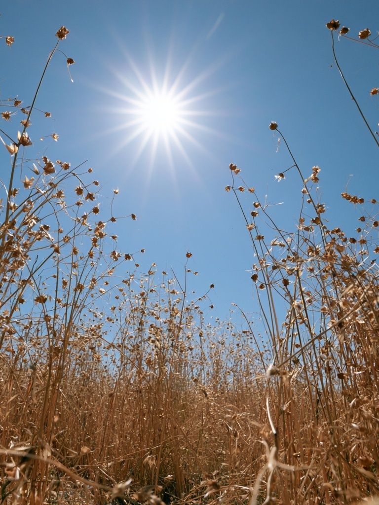 Sunlit Dry Meadow Photography Poster. poster detail