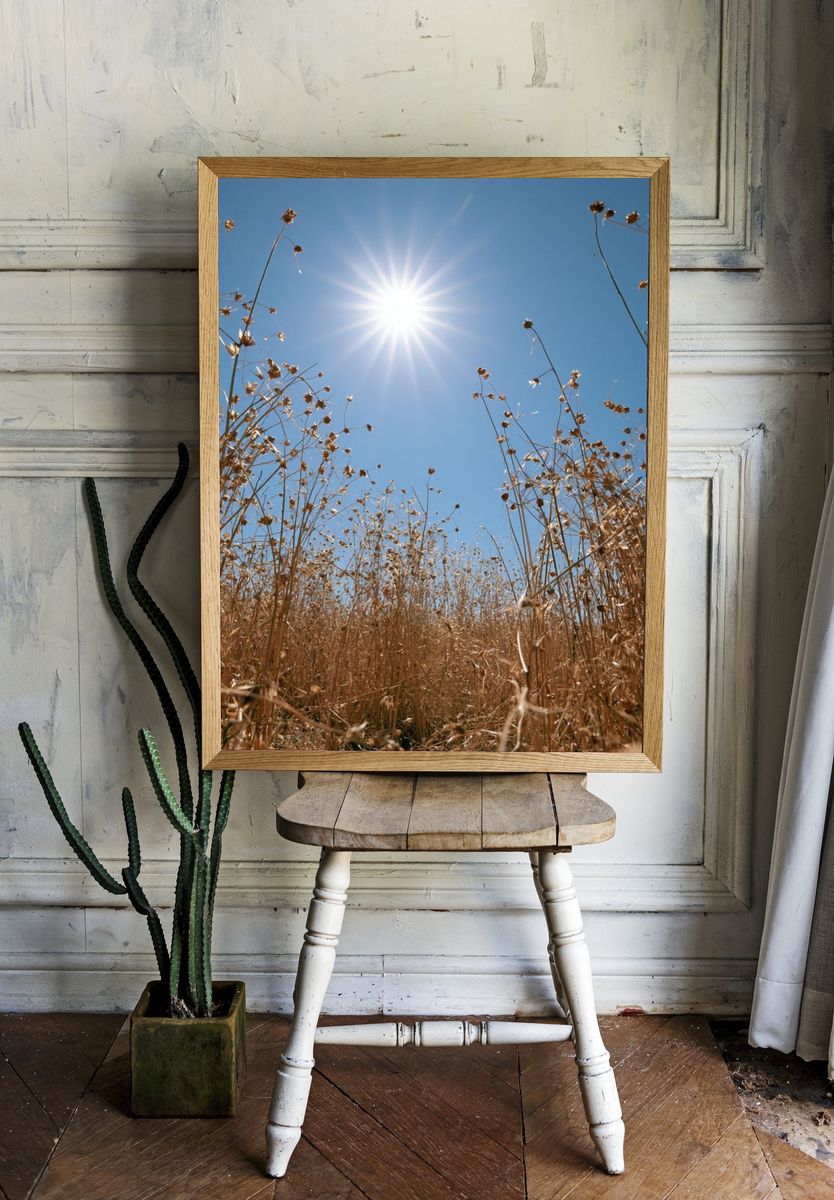 Sunlit Dry Meadow Photography Poster. room preview