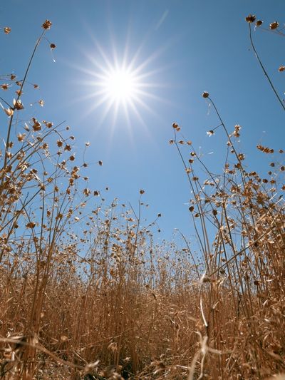 Sunlit Dry Meadow Photography Poster.