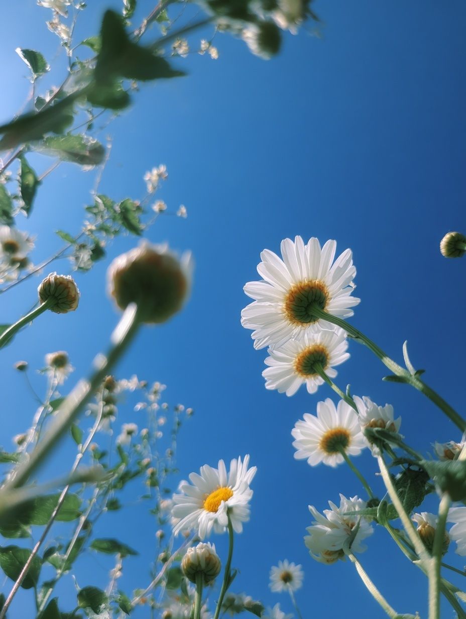 Daisy Sky Bloom Photography Poster. poster detail