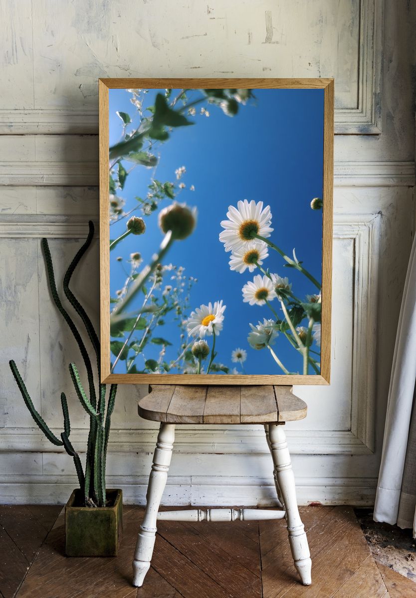 Daisy Sky Bloom Photography Poster. room preview