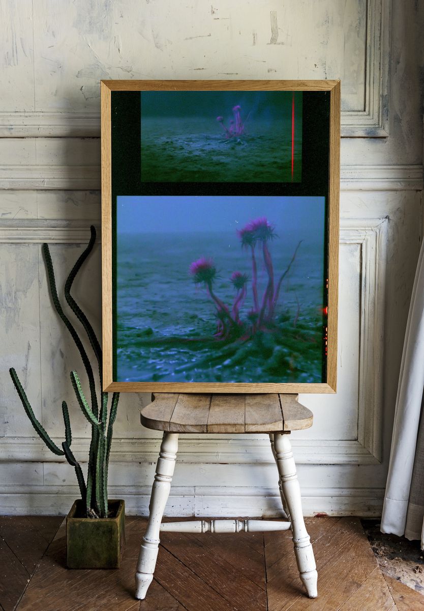Dreamy Sea Thistle Photography Print. room preview
