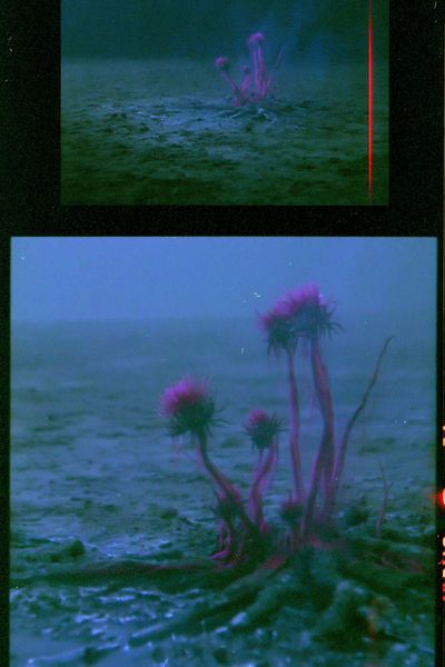 Dreamy Sea Thistle Photography Print.