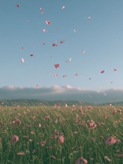 Pink Petals Meadow Photography Poster.