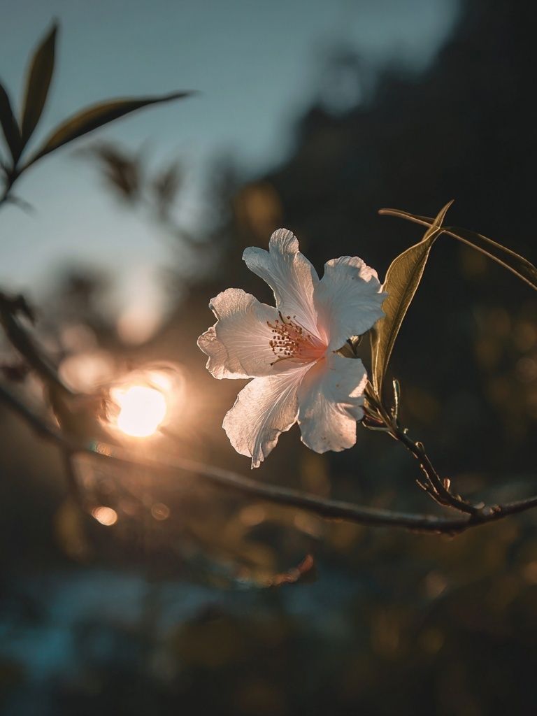 Sunlit Blossom Photography Poster. poster — photography art