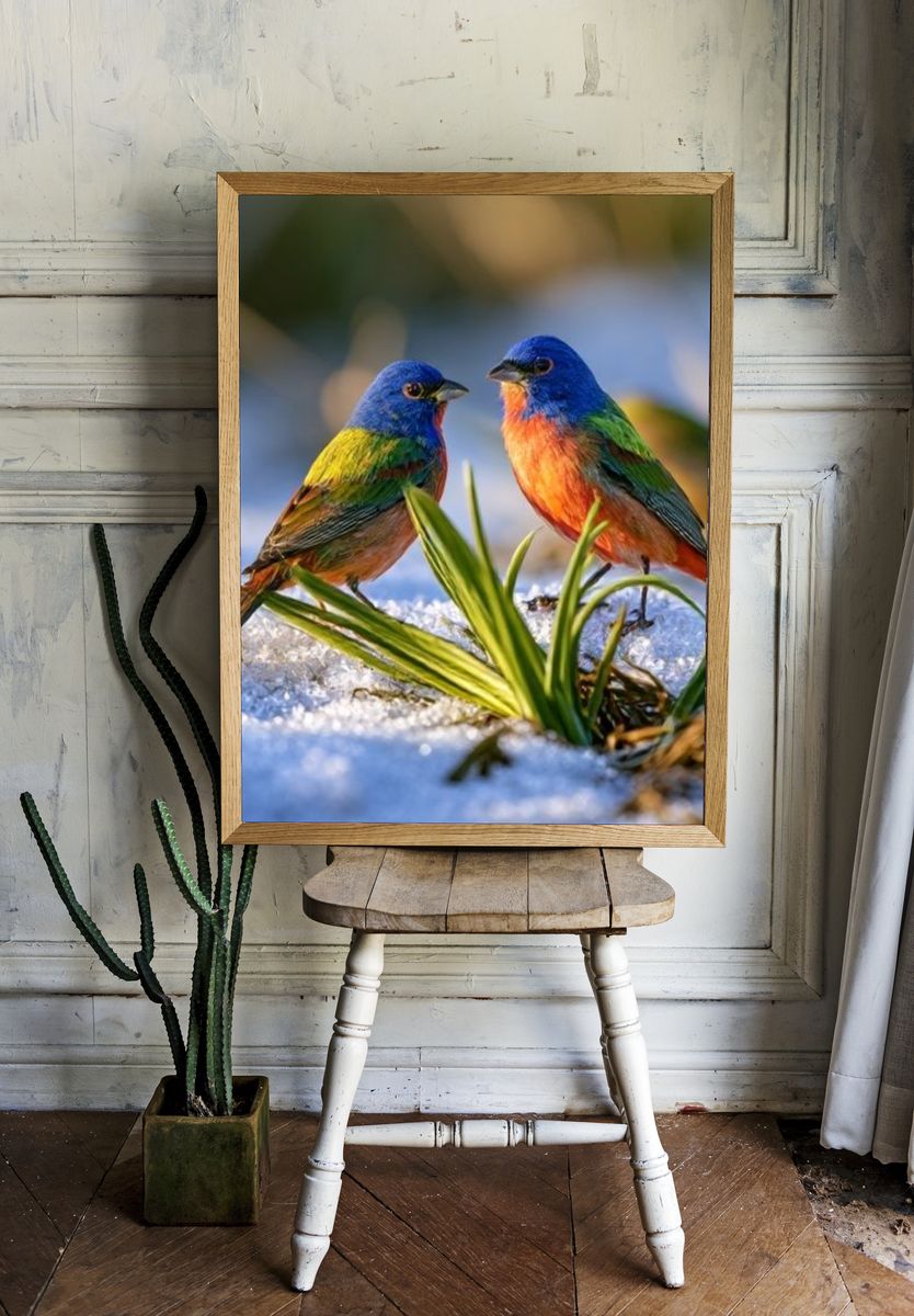 Colorful Birds in Snow Photography Poster. — room view 1