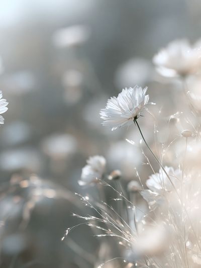 Soft White Wildflowers Photography Poster. poster