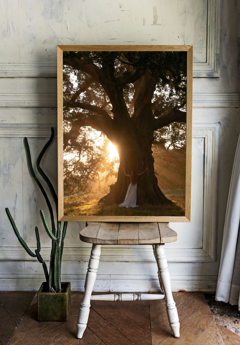 Sunlit Oak Tree Photography Poster. — room view 1