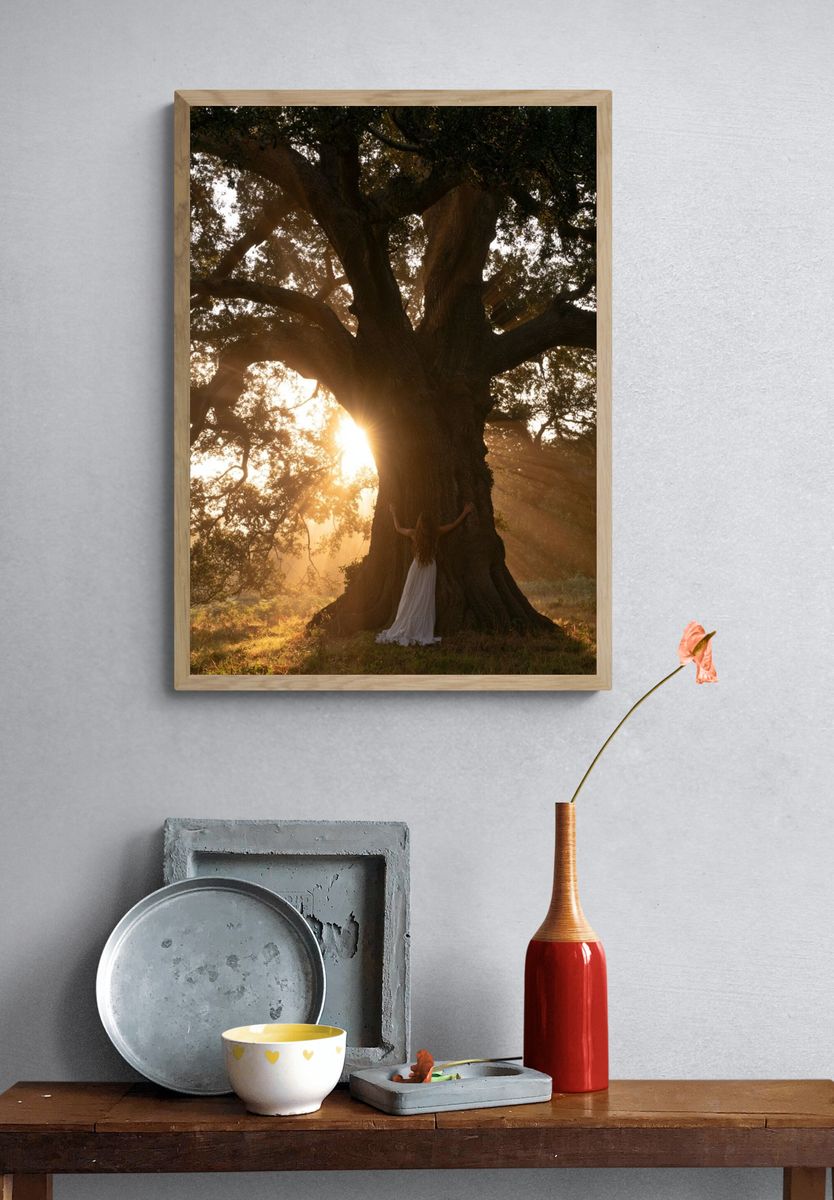 Sunlit Oak Tree Photography Poster. — room view 3