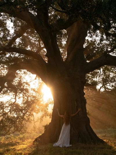 Sunlit Oak Tree Photography Poster.
