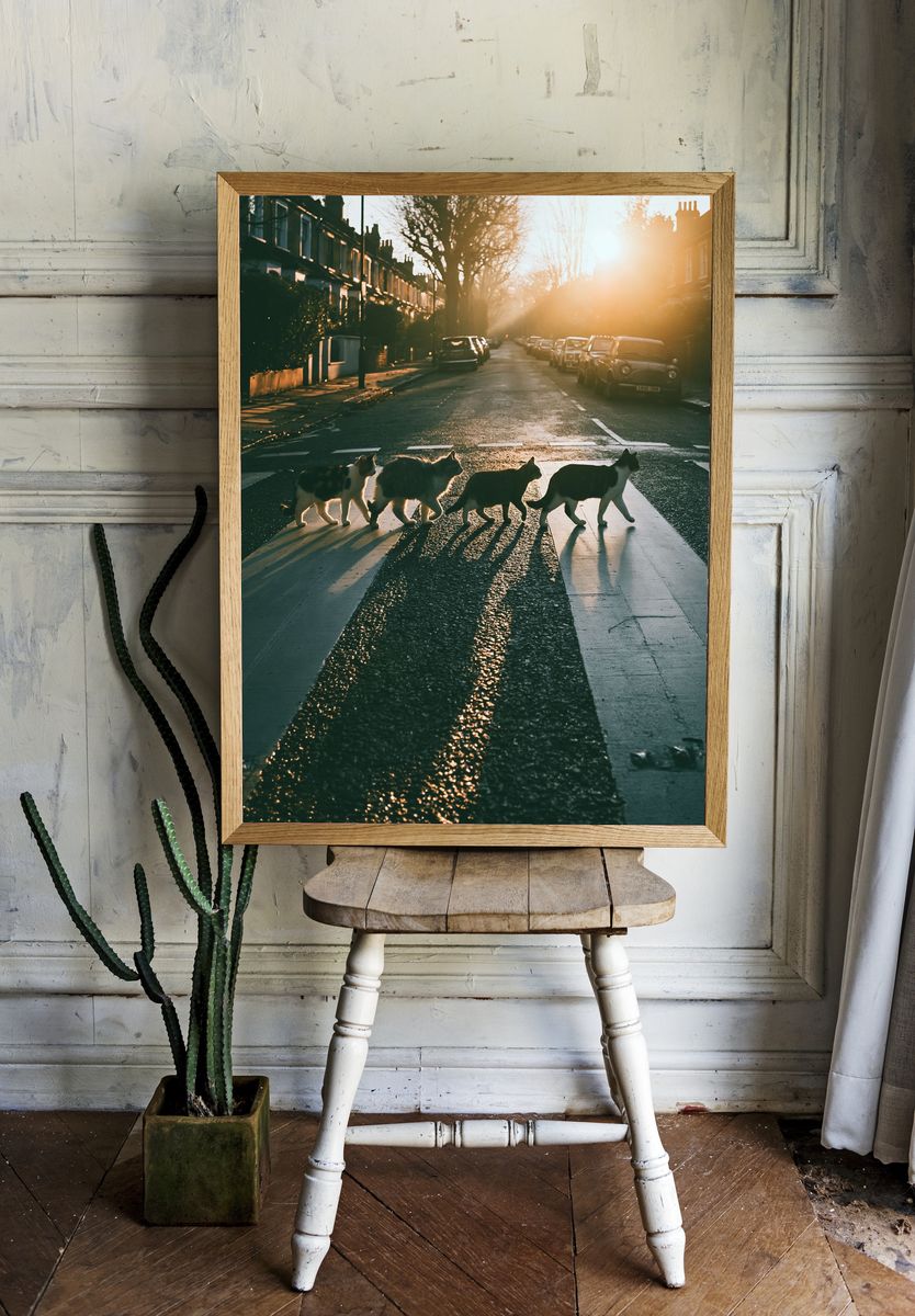 Cats Crossing Street Photography Poster. room preview