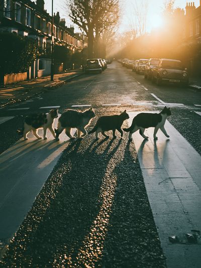 Cats Crossing Street Photography Poster.