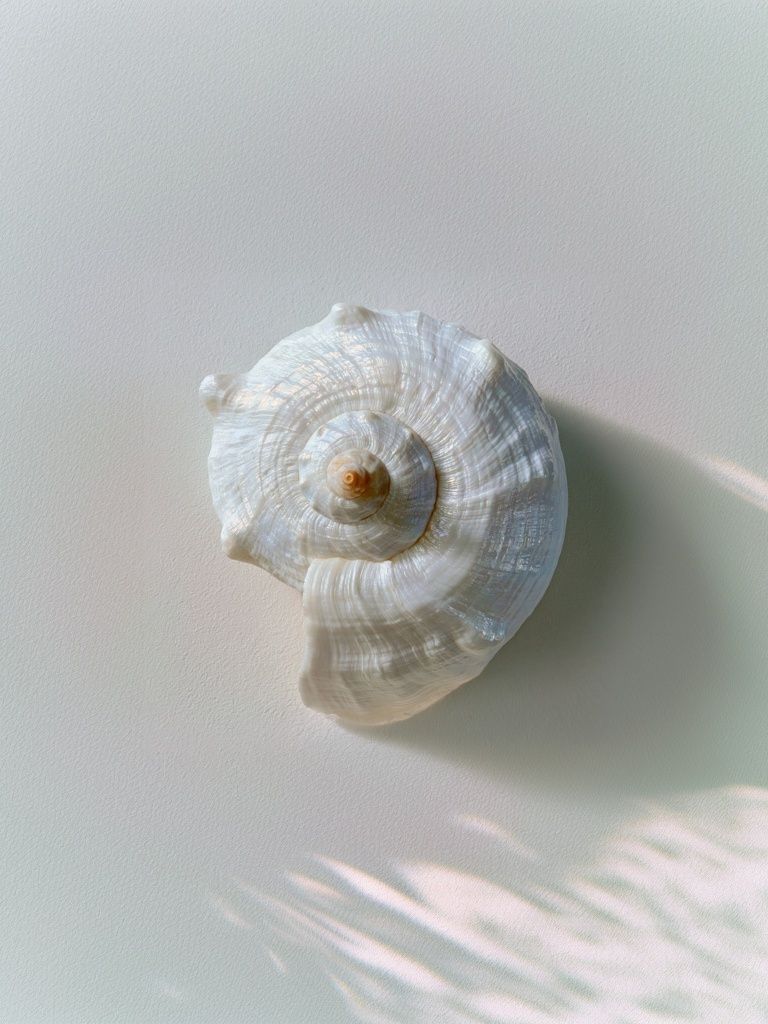 Seashell Still Life Photography Poster. poster — photography art