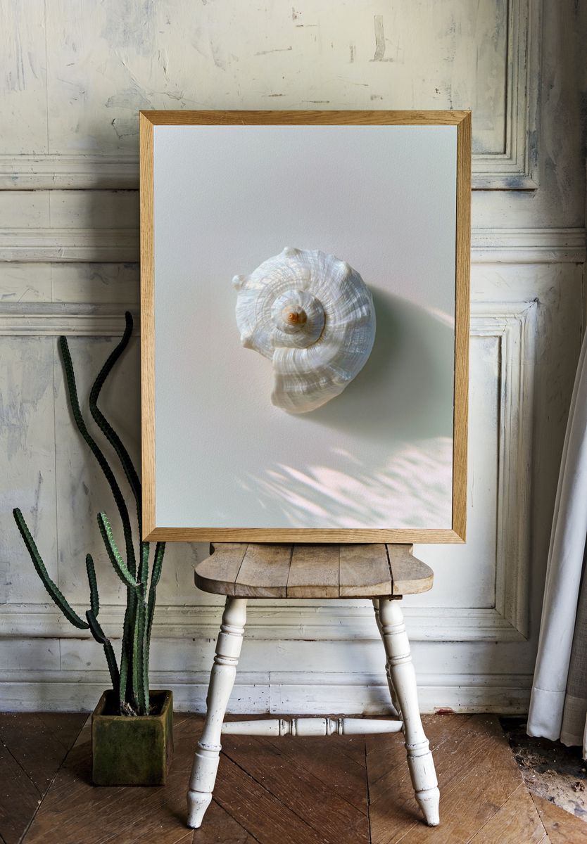 Seashell Still Life Photography Poster. — room view 1