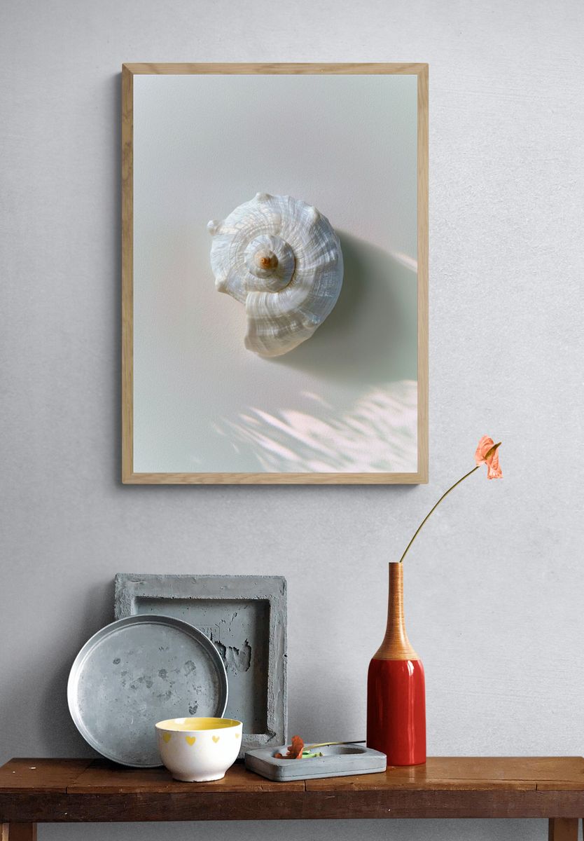 Seashell Still Life Photography Poster. — room view 3