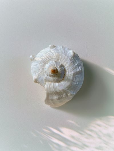 Seashell Still Life Photography Poster. poster