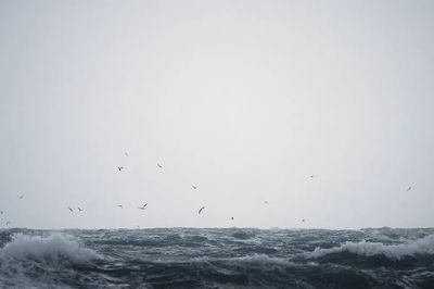 Flock seagull flying Isle Jersey. poster