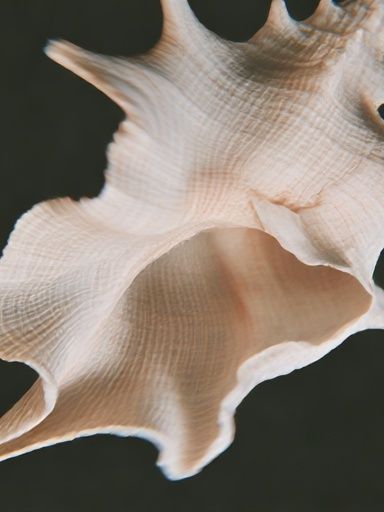 Seashell Close-Up Photography Poster. poster detail